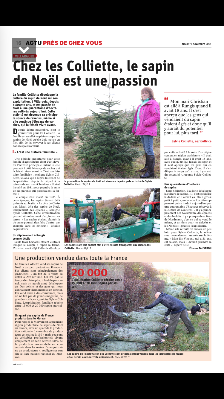 Producteur de sapins