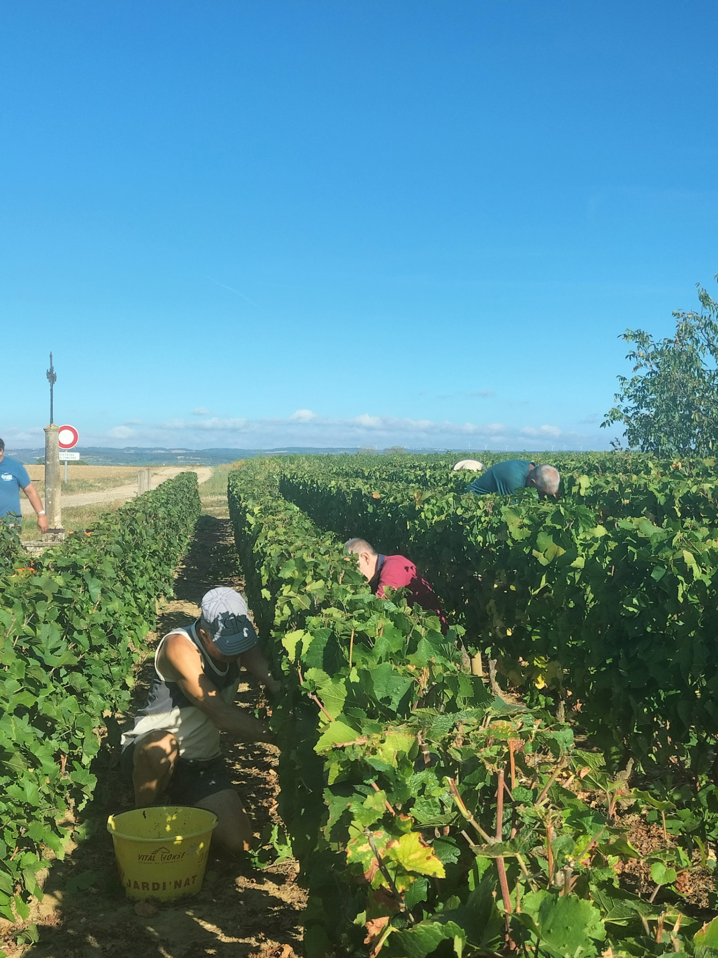 vignes
